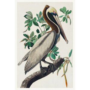 Obrazová reprodukce The Brown Pelican, John James Audubon, 26.7 × 40 cm