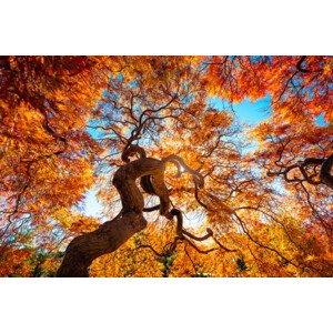 Fotografie Japanese Maple tree in autumn, Japan, Marco Bottigelli, 40 × 26.7 cm