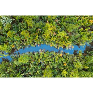 Fotografie Small canal among lush mangrove forest, Marco Bottigelli, 40 × 26.7 cm