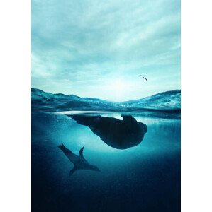 Fotografie Underwater seals, SEAN GLADWELL, 26.7x40 cm