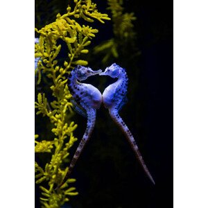 Fotografie Potbelly sea horse, Mark Newman, 26.7x40 cm