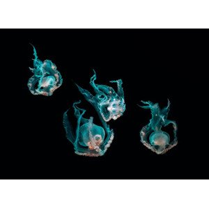 Fotografie Ocean jellyfish, SEAN GLADWELL, 40x30 cm