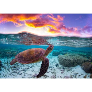 Fotografie Sunset Turtle, Mitchell Pettigrew, 40x26.7 cm