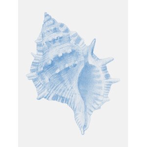 Ilustrace One Blue Conch, Jolly and Dash, 30 × 40 cm