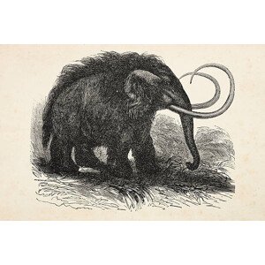 Ilustrace Engraving of extinct woolly mammoth from 1872, Grafissimo, 40 × 26.7 cm