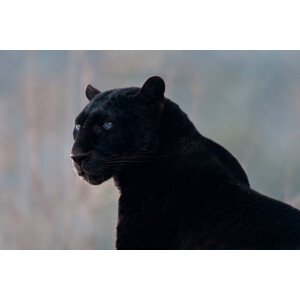 Fotografie Black leopard (Panthera pardus), Mark Newman, 40 × 26.7 cm