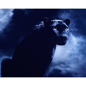 Fotografie Black panther against dark background, studio shot, Peter Finch, 40 × 30 cm