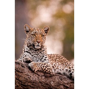 Fotografie Leopard, Chobe National Park, Botswana, Mint Images/ Art Wolfe, 26.7 × 40 cm