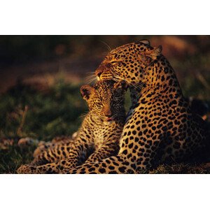 Fotografie Leopard mother and cub , resting, Anup Shah, 40 × 26.7 cm
