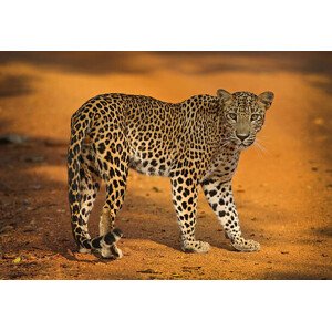 Fotografie Sri Lankan Leopard, all images copyright of Jamie Lamb - elusive-images.co.uk, 40 × 26.7 cm