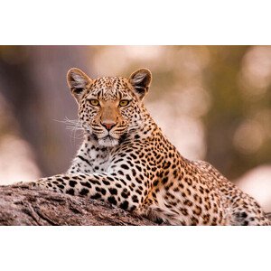 Fotografie Leopard, Chobe National Park, Botswana, Mint Images/ Art Wolfe, 40 × 26.7 cm