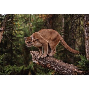 Fotografie Mountain Lion on Tree Stump, John Conrad, 40 × 26.7 cm