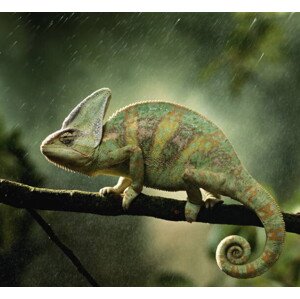 Fotografie Veiled chameleon  on branch during, Peter Finch, 40 × 35 cm