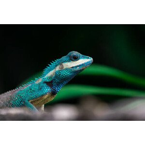 Fotografie Close-up shot of The blue-crested lizard., Suphameth Jaruthaninphong, 40 × 26.7 cm