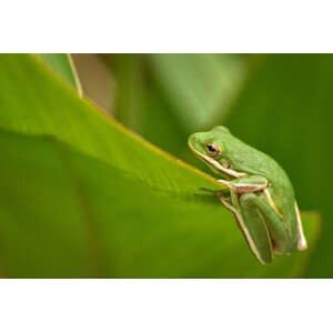 Fotografie Tiny Animals Frog, Jeff R Clow, 40 × 26.7 cm