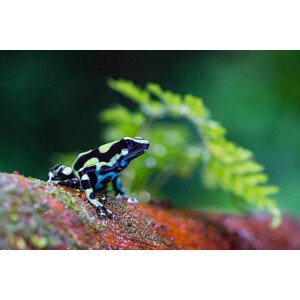 Fotografie Green and black poison dart Frog,, pchoui, 40 × 26.7 cm