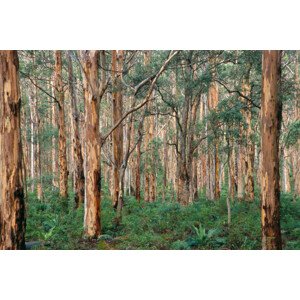 Fotografie Forest of Eucalyptus Trees, Grant Faint, 40 × 26.7 cm