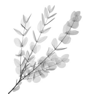 Fotografie Gum tree (Eucalyptus cinerea), X-ray, NICK VEASEY/SCIENCE PHOTO LIBRARY, 35 × 40 cm