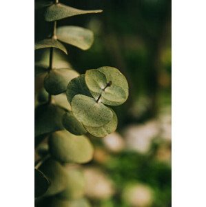 Fotografie Eucalipto plateado, cloudayraw, 26.7 × 40 cm