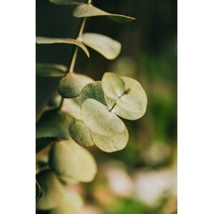 Fotografie Vegetacion, cloudayraw, 26.7 × 40 cm