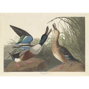 Obrazová reprodukce Shoveller Duck, 1836, John James (after) Audubon, 40 × 30 cm