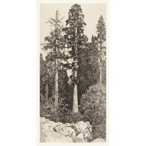 Obrazová reprodukce The Baby Sequoia, Ernest Haskell, 20 × 40 cm