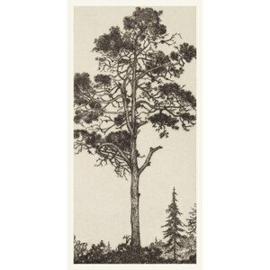 Obrazová reprodukce The Little Pitch Pine, Ernest Haskel, 20 × 40 cm