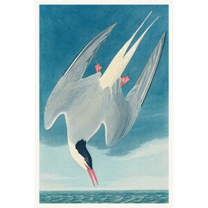 Obrazová reprodukce The Arctic Tern, John James Audubon, 26.7 × 40 cm