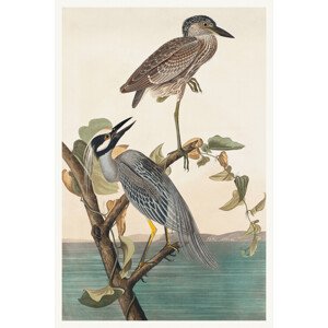 Obrazová reprodukce The Yellow Crowned Heron, John James Audubon, 26.7 × 40 cm