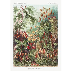 Obrazová reprodukce Muscinae–Laubmoose (1904), Ernst Haeckel, 30 × 40 cm