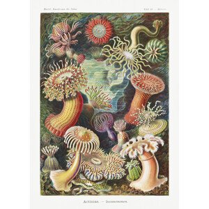 Obrazová reprodukce Actiniae–Seeanemonen (1904), Ernst Haeckel, 30 × 40 cm