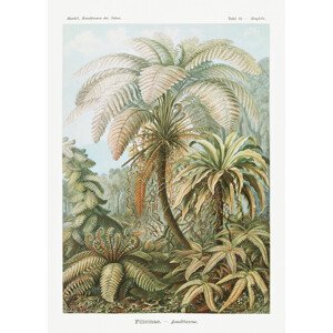 Obrazová reprodukce Filicinae–Laubfarne (1904), Ernst Haeckel, 30 × 40 cm