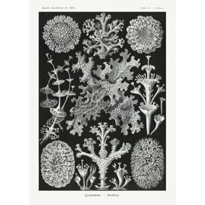 Obrazová reprodukce Lichenes–Flechten (1904), Ernst Haeckel, 30 × 40 cm