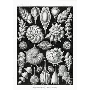 Obrazová reprodukce Thalamophora–Kammerlinge (1904), Ernst Haeckel, 30 × 40 cm