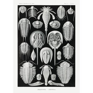 Obrazová reprodukce Aspidonia–Schildtiere (1904), Ernst Haeckel, 30 × 40 cm