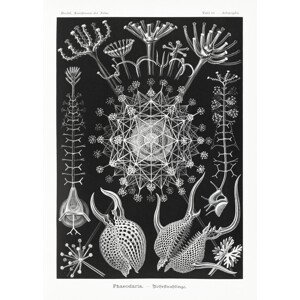 Obrazová reprodukce Phaeodaria–Rohrstrahlinge (1904), Ernst Haeckel, 30 × 40 cm