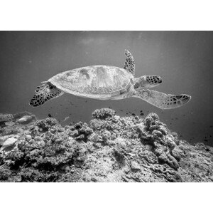 Fotografie Sea Turtle at Sipadan, Yumian Deng, 40 × 30 cm