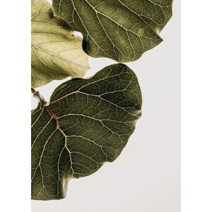 Fotografie Abutifolia No1, Shot by Clint, 30 × 40 cm