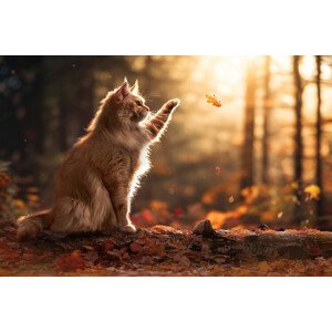 Fotografie Autumn Cat, Marcel Egger, 40 × 26.7 cm