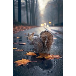 Fotografie Autumn Squirrel, Marcel Egger, 26.7 × 40 cm