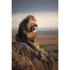 Fotografie Mountain Lion, Marcel Egger, 26.7 × 40 cm