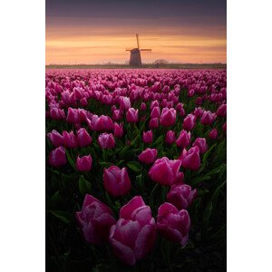 Fotografie Tulip Mania, SANDEEP MATHUR, 26.7 × 40 cm