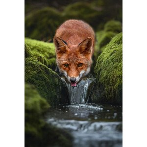 Fotografie LittleFox, Marcel Egger, 26.7 × 40 cm