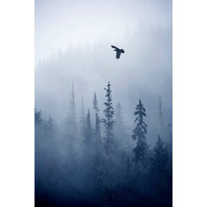 Fotografie View of forest on cold foggy day, Grant Faint, 26.7 × 40 cm
