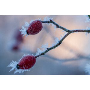 Fotografie The red fruits of the dog, Edda Dupree, 40 × 26.7 cm