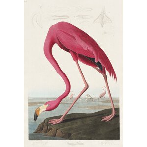 Obrazová reprodukce American Flamingo, John James Audubon, 26.7 × 40 cm