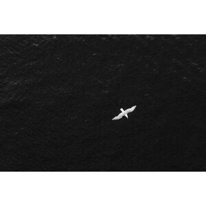 Fotografie High angle POV of bird flying over the ocean, Gabriel Mello, 40 × 26.7 cm
