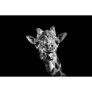 Fotografie Giraffe in Black and White, Malcolm MacGregor, 40 × 26.7 cm