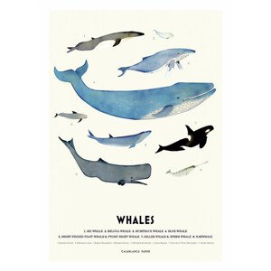 Ilustrace Whales, Erik Wintzell, 30 × 40 cm