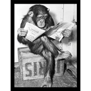 Obraz na zeď - Ada Ingram - Chimp News, 34.3 x 44.5 cm